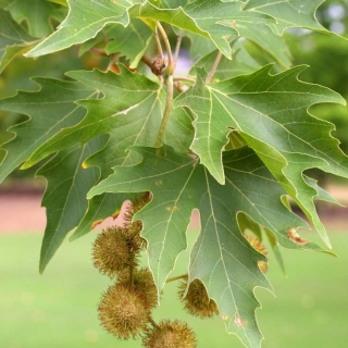 foliage of