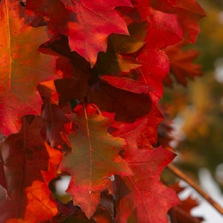 autumn foliage of Quercus rubra