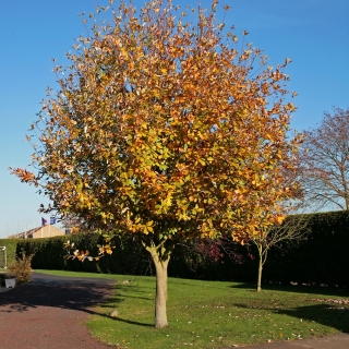 mature Sorbus Aria Majestica