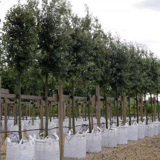 Quercus ilex on the barcham trees nursery