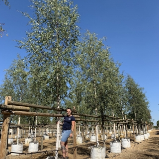 Betula pendula Zwisters Glory