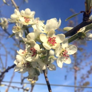 the small white flower of Pyrus salicifolia Pendula