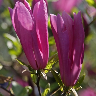 the flowers of Magnolia Susan in detail