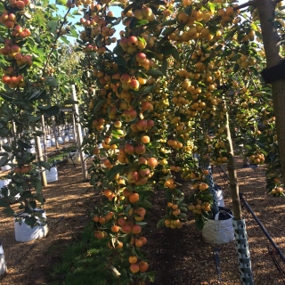 Malus Butterball fruits