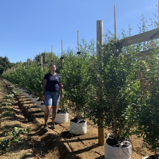 Ligustrum ovalifolium