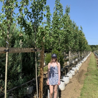 Acer rubrum Red Sunset