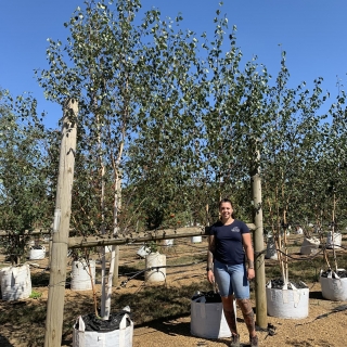 Betula utilis Jacquemontii Doorenbos multi-stem