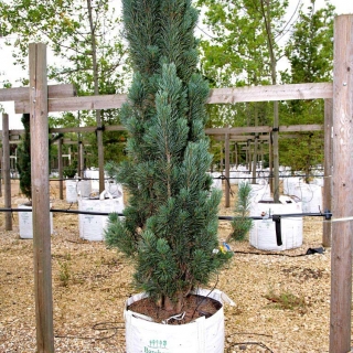 single specimen of Pinus sylvestris Fastigiata