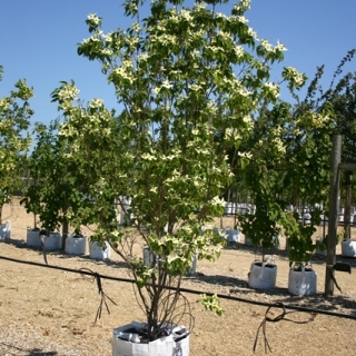 Cornus kousa Milky Way on the barcham trees nursry