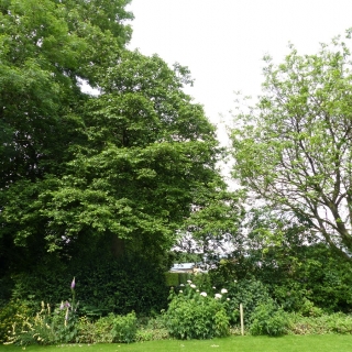 mature Alnus incana