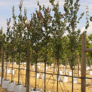 Cornus mas at barcham trees