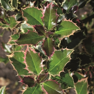 the foliag of Ilex aquifolium Argentea Marginata