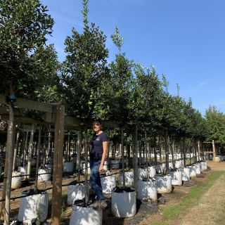 Ilex aquifolium Nellie Stevens