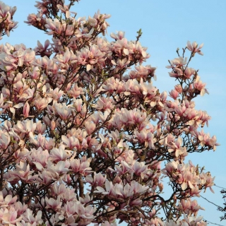abundance of flowers on Magnolia x soulangeana multi-stem