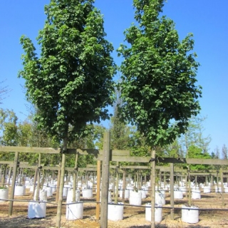 Acer campestre Arends at barcham trees