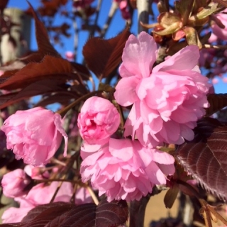 the pink flowers of Prunus Royal Burgundy multi-stem