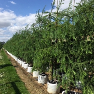 Larix eurolepis at barcham trees