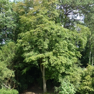 Mature Carpnus betulus at westonbirt arboretum