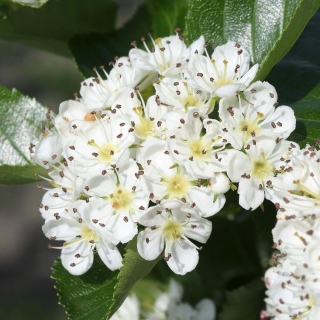 white flower of Crataegus x prunifolia