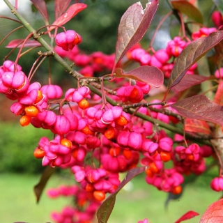 the pink flowers of Euonymous europaea Red Cascade