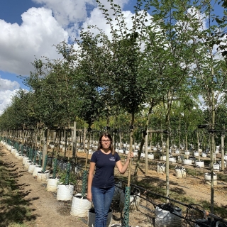 Crataegus laevigata Pauls Scarlet