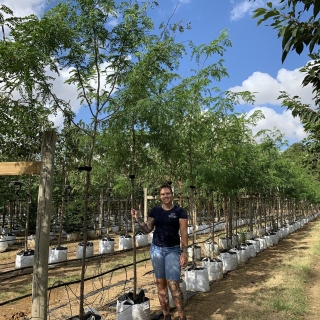 Gleditsia triacanthos Skyline