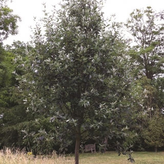 Mature  Sorbus aria Magnifica