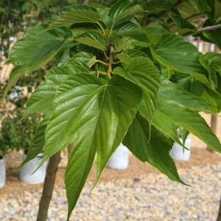 Morus alba Platanifolia foliage