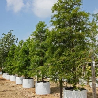 Sequoia sempervirens in a row on Barcham Trees nursery