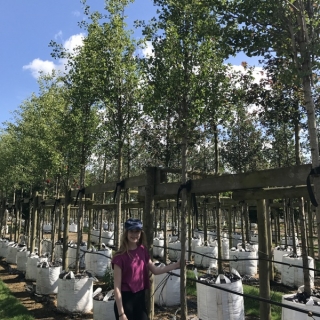 Ginkgo Biloba Princeton Sentry a Barcham Trees