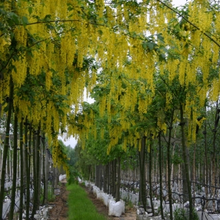 row shot of Laburnum × watereri 'Vossii' at barcham trees