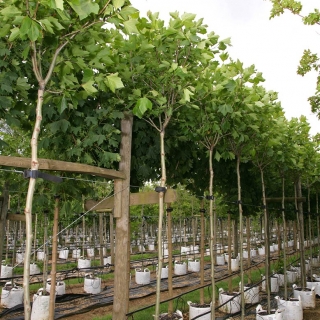 Platanus hispanica Alphens Globe at barcham trees