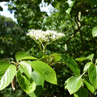 the white flower of Cornus controversa