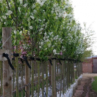 Prunus padus Watereri in flower
