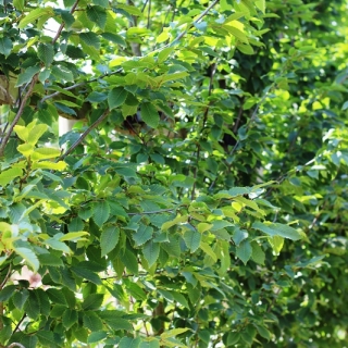 foliage of  Carpinus betulus Frans Fontaine