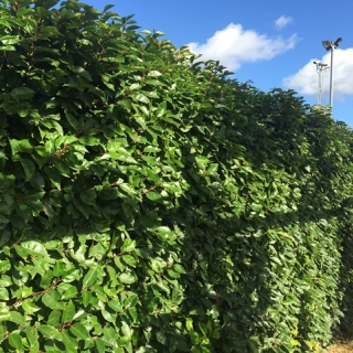 mature hedge of Prunus lusitanica bush