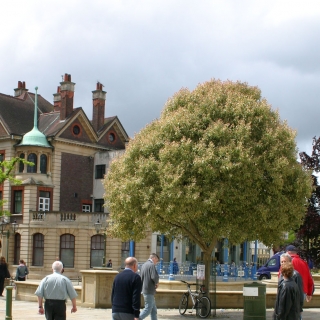 Mature  Ligustrum lucidum variegata