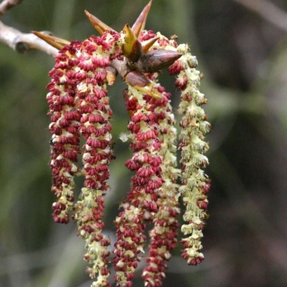 The oink catkins of Populus nigra