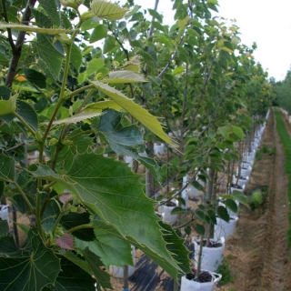 Row of Tilia henryana on Barcham Trees nursery