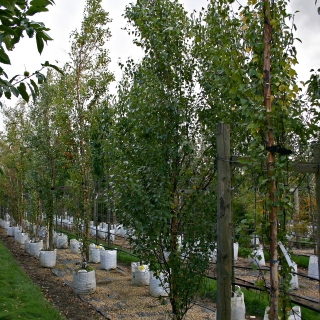 Betula pendula Fastigiata at Barcham Trees