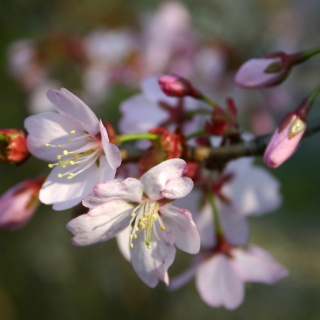 the flower of Prunus sargentii