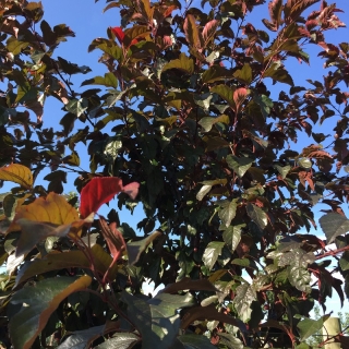 The foliage of Malus toringo Scarlet