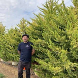 Cupressus macrocarpa Goldcrest