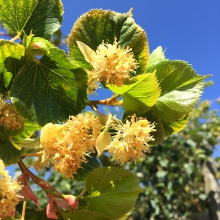 The delicate yellow flowers of Tilia cordata Winter Orange