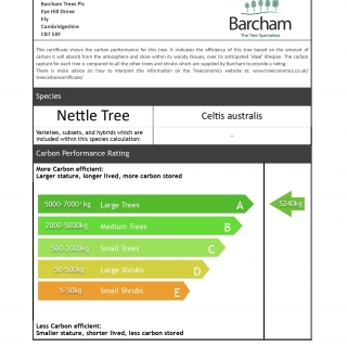 Celtis Australis