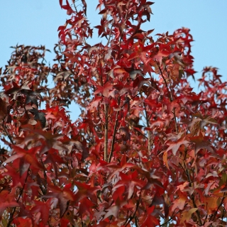 Autumn colour of Liquidambar styraciflua (Pleached)