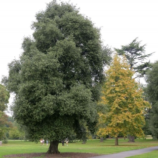 mature Quercus ilex in parkland setting