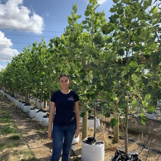 Liriodendron tulipifera Aureomarginatum