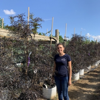 Sambucus nigra Black Lace