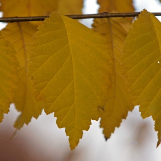 The golden yellow autumn foliage of Ulmus Clusius